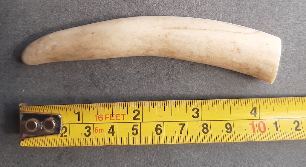Small antler