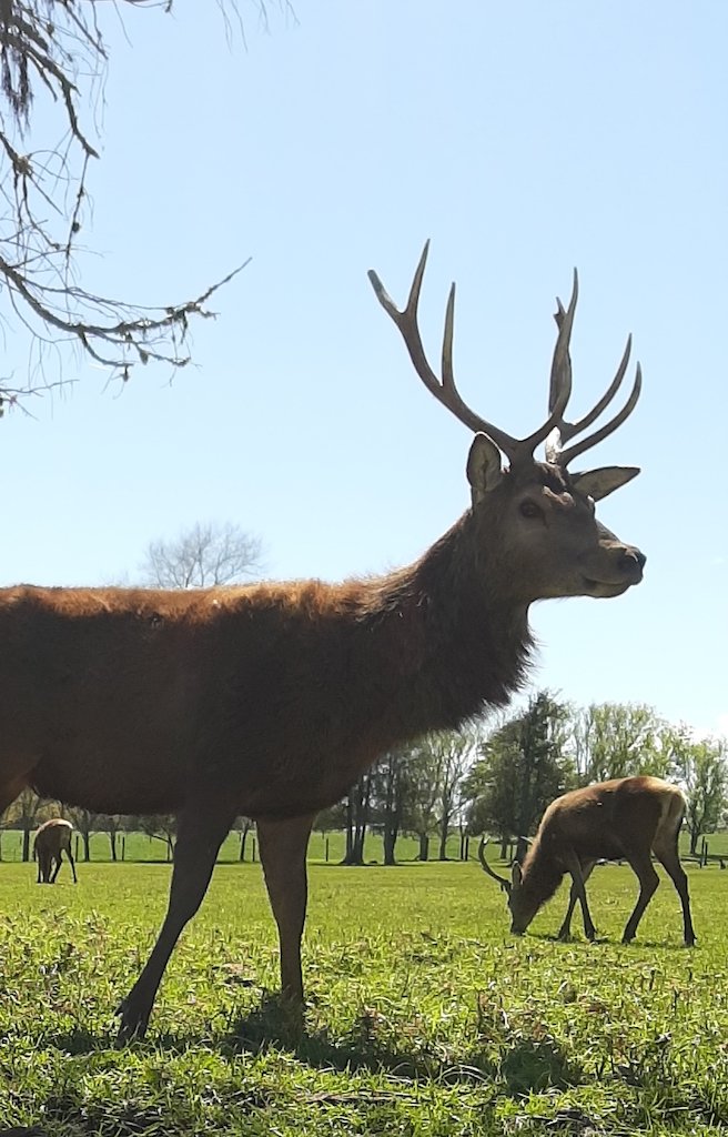 deer